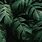 Dark Plants Wallpaper