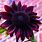 Dark Purple Sunflowers