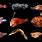 Deep Sea Fish Types