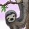 Derpy Sloth