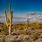 Desert Background with Cactus