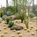 Desert Bushes for Landscaping