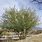 Desert Ironwood Tree Arizona