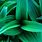 Desktop Green Leaf Plant