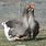 Dewlap Toulouse Goose