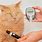 Diabetes Mellitus in Cats