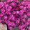 Dianthus Ground Cover