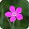 Dianthus Maiden Pink