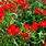 Dianthus Perennial