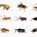 Different Species of Crickets