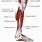 Distal Leg Anatomy