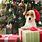 Dog Celebrating Christmas
