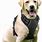 Dog Harness for Dogs That Pull