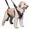 Dog Point Harness