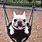 Dog Swing Meme