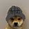 Dog with Hat Gang 1080X1080