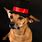 Dog with Top Hat