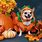 Dogs Wearing Halloween Costumes