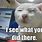 Dopey White Cat Meme