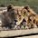 Drakenstein Lion Park