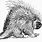 Drawing of Porcupine