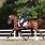 Dressage Horse Trotting