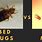 Dust Mites Bed Bugs