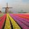 Dutch Tulip mania