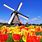 Dutch Windmills Tulips