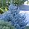 Dwarf Colorado Blue Spruce Trees