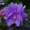 Dwarf Purple Rhododendron