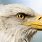 Eagle Beak Shape