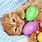 Easter Cat Wallpaper