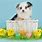 Easter Puppies