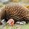 Echidna with Baby