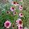 Echinacea Flower Colors