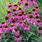 Echinacea Purpurea PowWoW Wild Berry