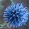 Echinops Flower