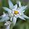 Edelweiss Flower