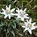 Edelweiss Flower Photo