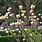 Edgeworthia Plant