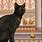 Egyptian Cat People