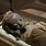 Egyptian Child Mummies