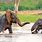 Elephants Playing