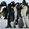 Emperor Penguin for Kids