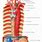 Esophagus Anatomy