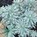 Euphorbia Glacier Blue