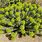 Euphorbia Rigida Plant