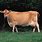 Exotic Cow Breeds
