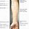 External Arm Anatomy